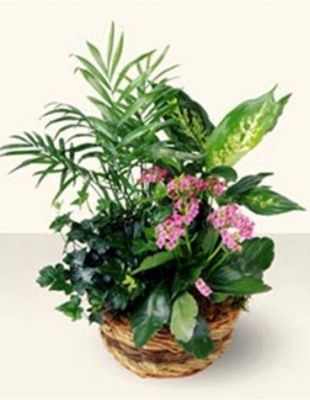 Plants Arrangement